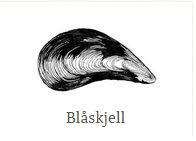 blåskjell